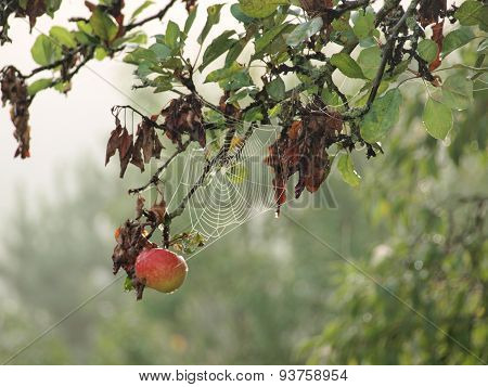 Autumn fruits