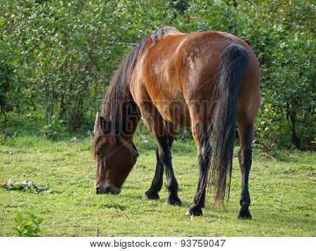Brown Horse On Pasture