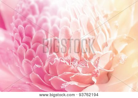 Tropical Flower Red Torch Ginger (etlingera Elatior Or Zingiberaceae),