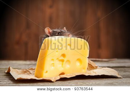 Pet rat with a large piece of cheese, wooden background