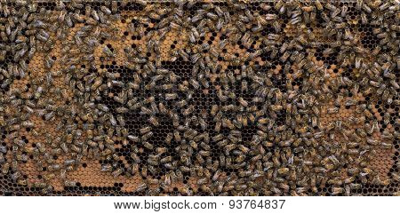 Mature Frame Of Brood And Honey Bees