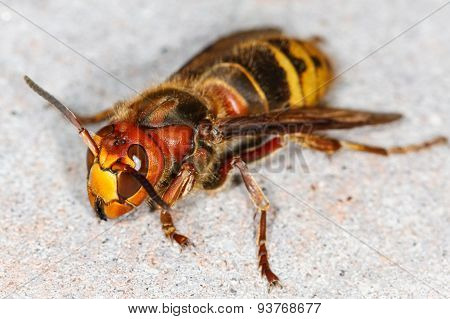 European Hornet (vespa Crabro)