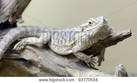 Bearded Dragon