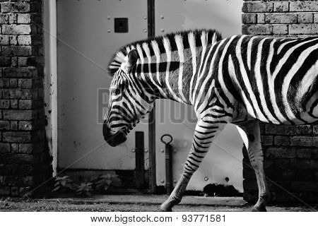 Zebra At Zoo