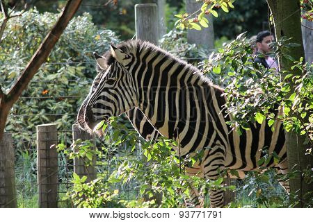 Black And White Zebra At Zoo