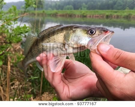 Freshly caught zander. Catch fisherman.