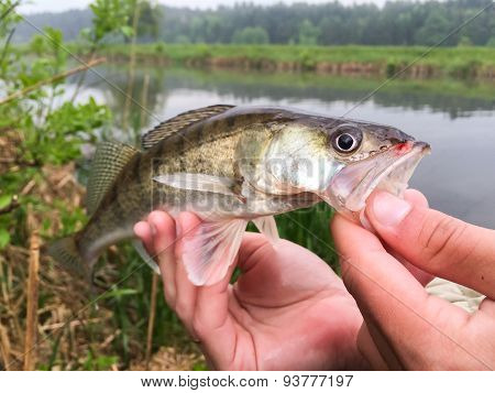 Freshly caught zander. Catch fisherman.