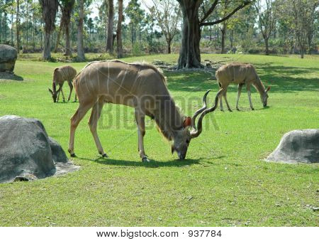 Eland ทั่วไป