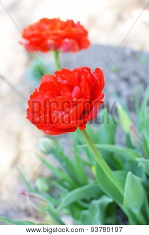 the blossoming tulip