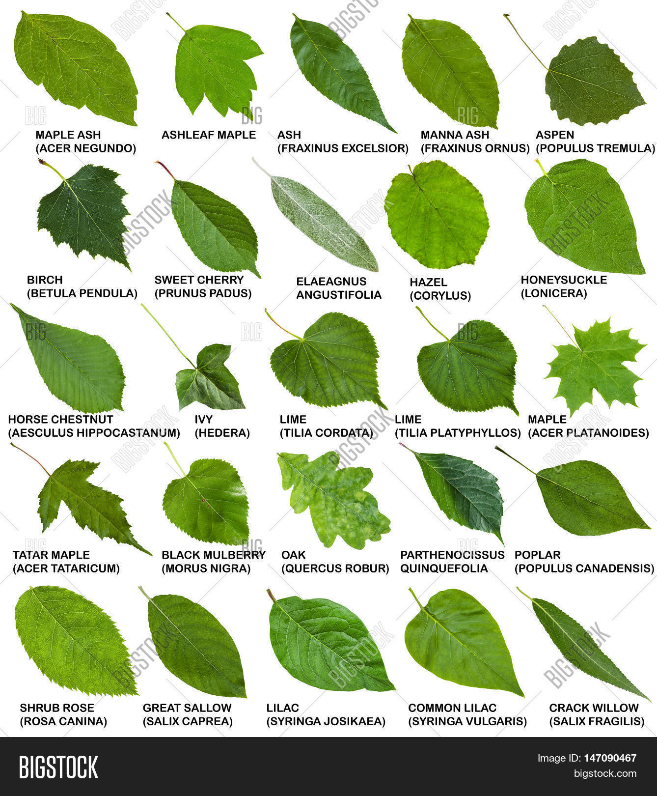 green leaves trees shrubs names image photo bigstock green leaves trees shrubs names image photo bigstock
