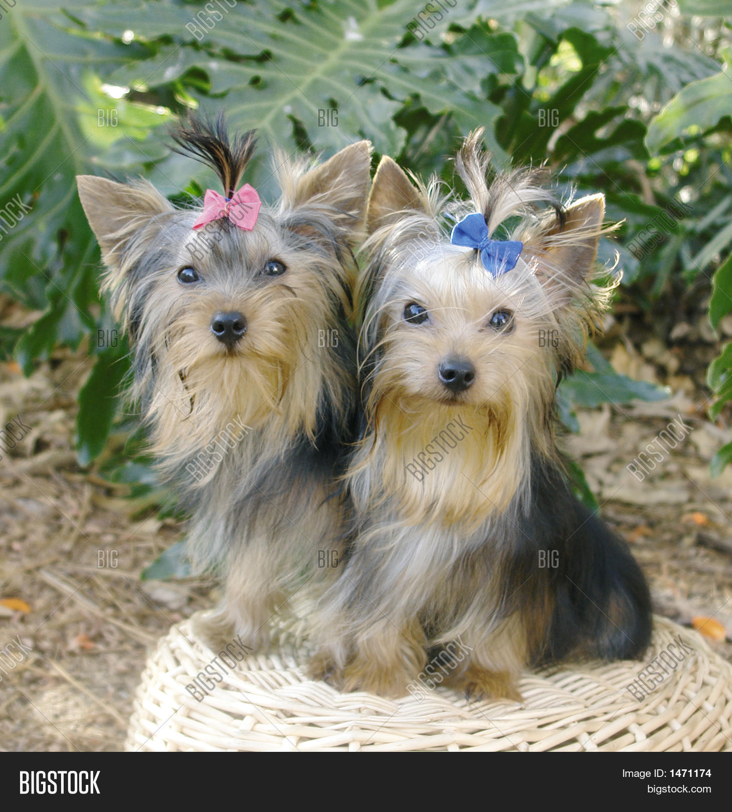 Two Yorkies Image & Photo (Free Trial) Bigstock