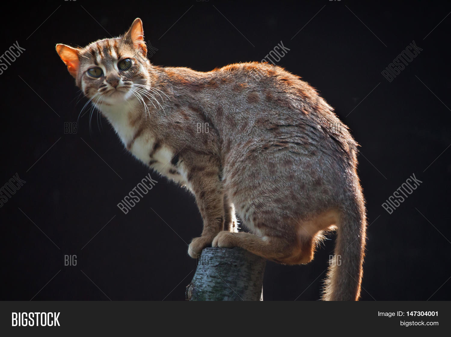 Rusty Spotted Cat Image Photo Free Trial Bigstock