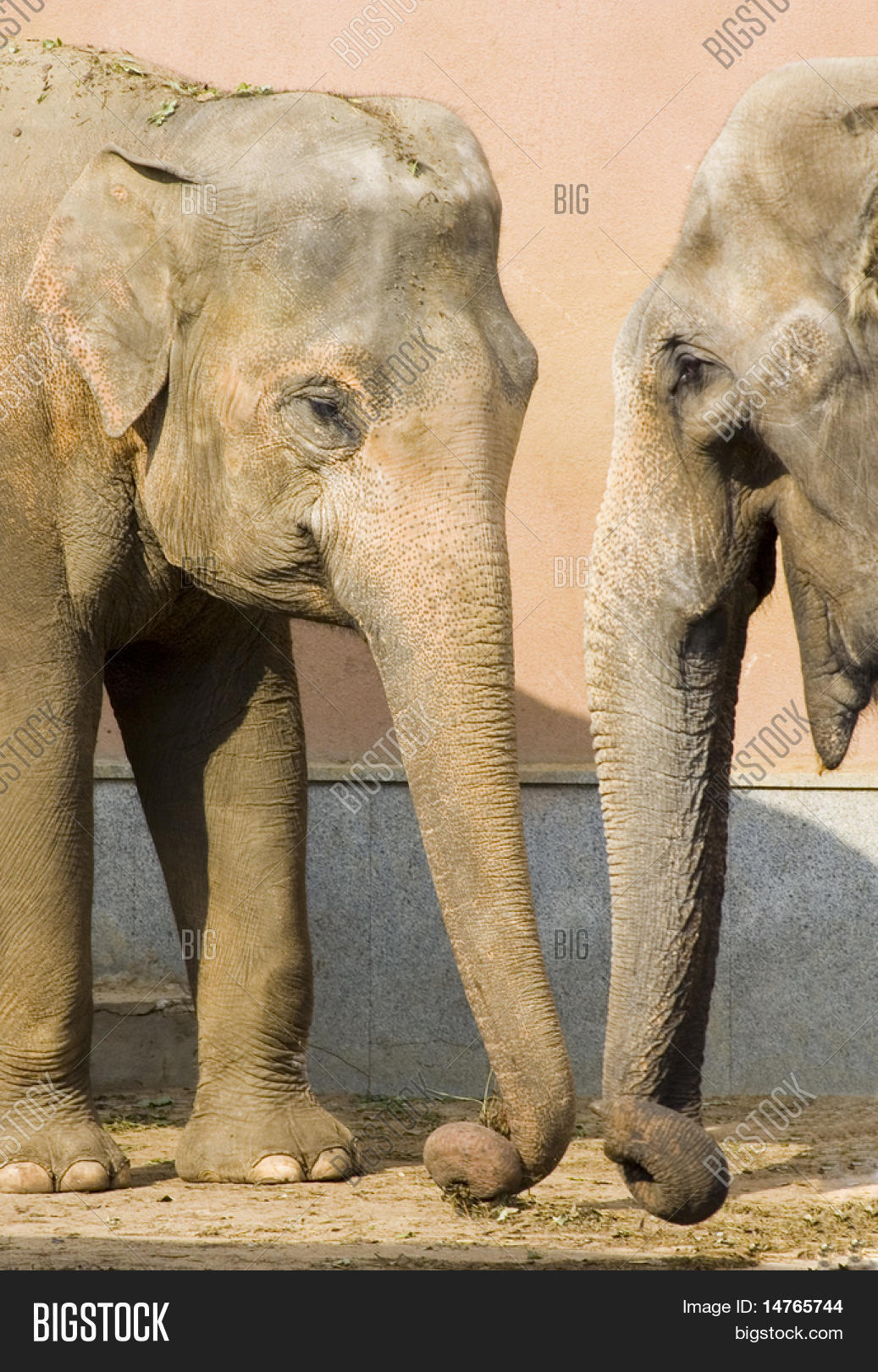 Elephants Talking Image & Photo (Free Trial) Bigstock
