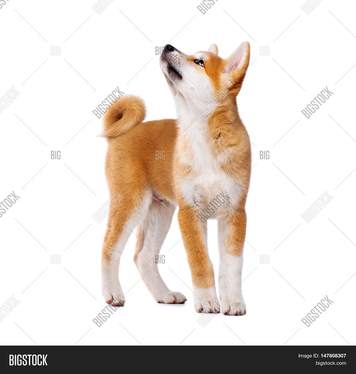 Akita Inu Purebred Image Photo Free Trial Bigstock