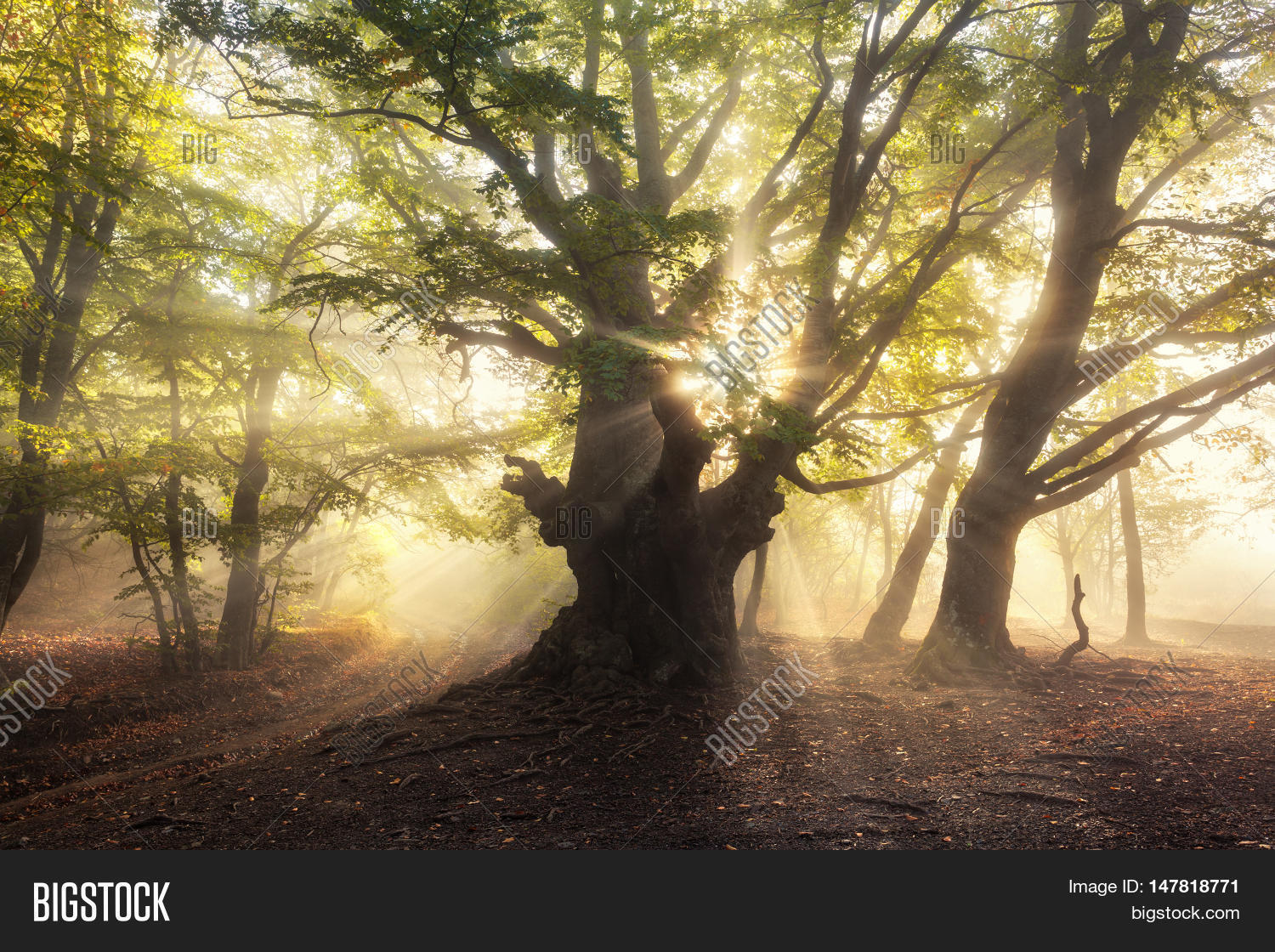 Magical Old Tree Image & Photo (Free Trial) | Bigstock