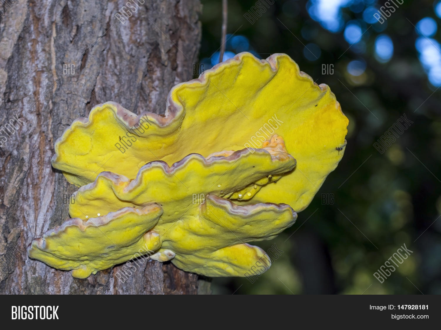 Yellow Fungus On Tree Image & Photo (Free Trial) Bigstock