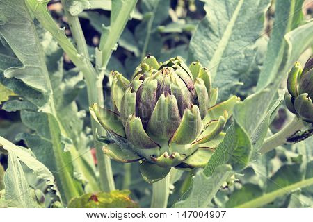 Artichoke (bud) growing on the field. Close up of green cynara. Agriculture homegrown food vegetables sustainable household concept. Coloring and processing photo