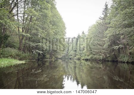 small river in the green wild forest