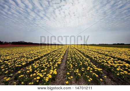 Keltainen tulppaanilajikkeiden Hollannissa