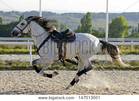 The horse threw the rider at the start.