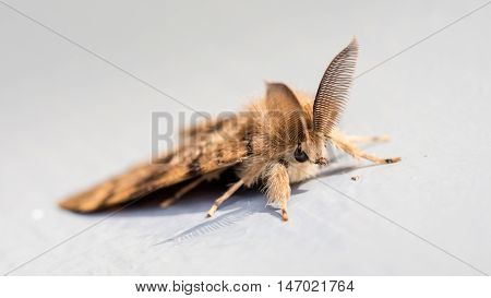 Moth Sitting Still - Selective Focus