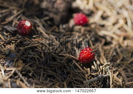 Ant eating over wild strawberry in an anthill