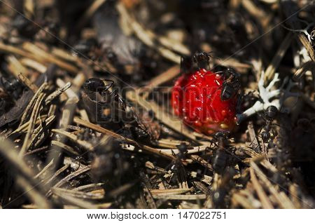 Anthill in the forest and wild strawberry