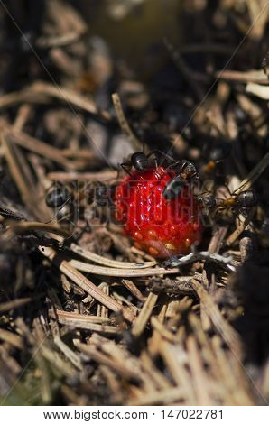 Ants and wild ripe strawberry. Selective focus