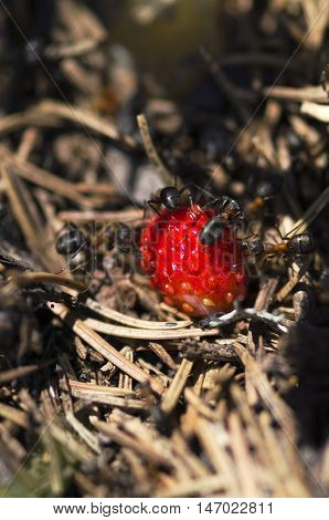 Ants and wild ripe strawberry. Selective focus