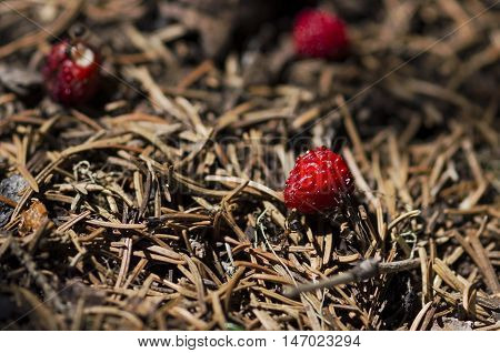Three wild strawberries and some ants in an anthill