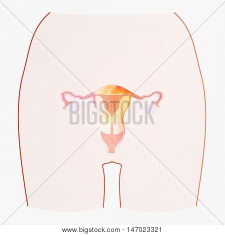 Illustration of the reproductive organ of a woman uterus.