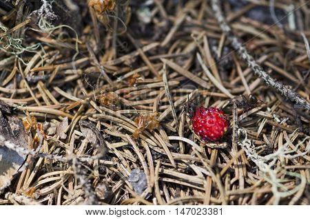 Two ants and wild strawberry in an anthill