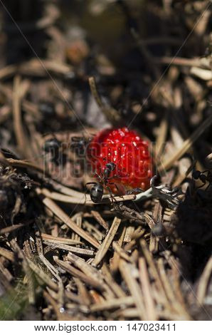 Horizontal shot of wild strawberry and ants