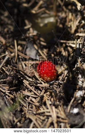 Wild strawberry among pine needles and ants in anthill