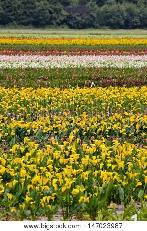 Calla Garden Field Cultivation