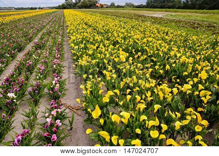 Calla Garden Field Cultivation