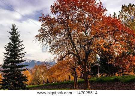 Almaty , Kazakhstan - October 27, 2014    Autumn tree with red leaves on a background of mountains.  Park of the first president in Almaty - a favorite place of citizens at any time of the year. In summer it is hold festivals and holidays