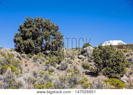 Quenoa Forest On Natural Park Of Sajama, Bolivia.