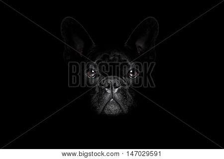 Dog Isolated On Black