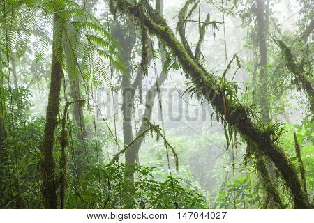 Misty rainforest in Monteverde cloud forest reserve Costa Rica
