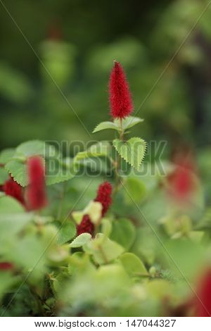Red Hot Cattail