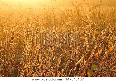 Field of soybean in warm early morning light