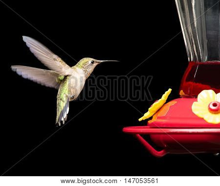 Female ruby-throated hummingbird flying near a red feeder. Vivid colors isolated on black. Close up image with significant detail.