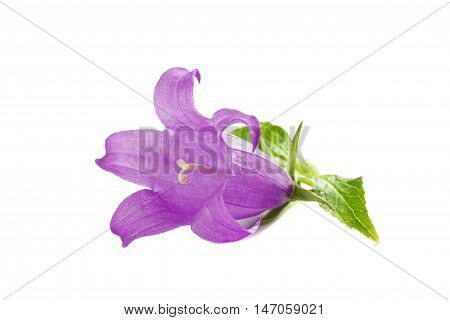 Campanula or bellflowers flower isolated on white background.