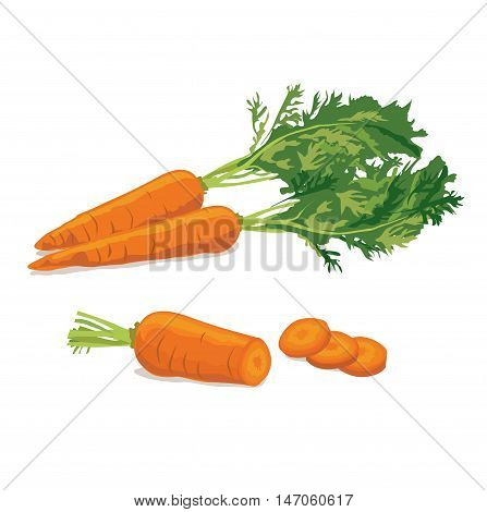 Carrots. Ripe carrot food ingredient. Vegetable carrot isolated
