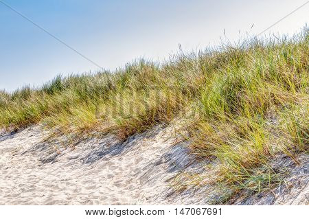 Beach And Dunes With Beachgrass