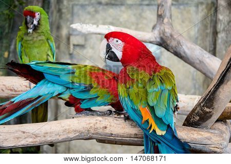 Green winged macaw sitting on a branch