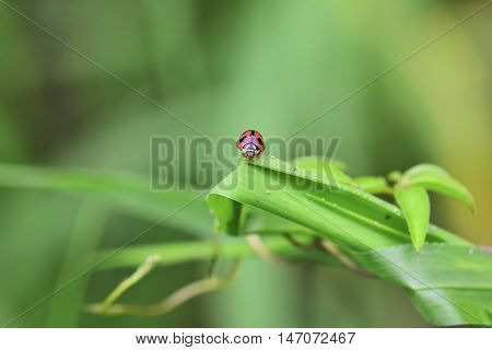 a red ladybug with black spots that perch in the grass