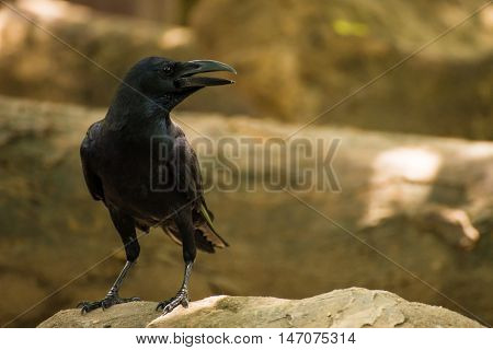 An eastern jungle crow stands on a rock in daylight