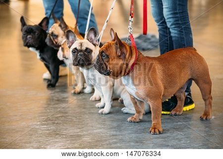 The French Bulldogs Are A Different Color Next To Each Other.
